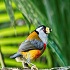 mindo birding tours